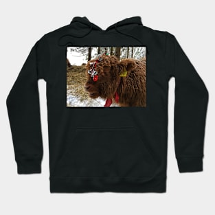 Scottish Highland Cattle Calf 1632 Hoodie